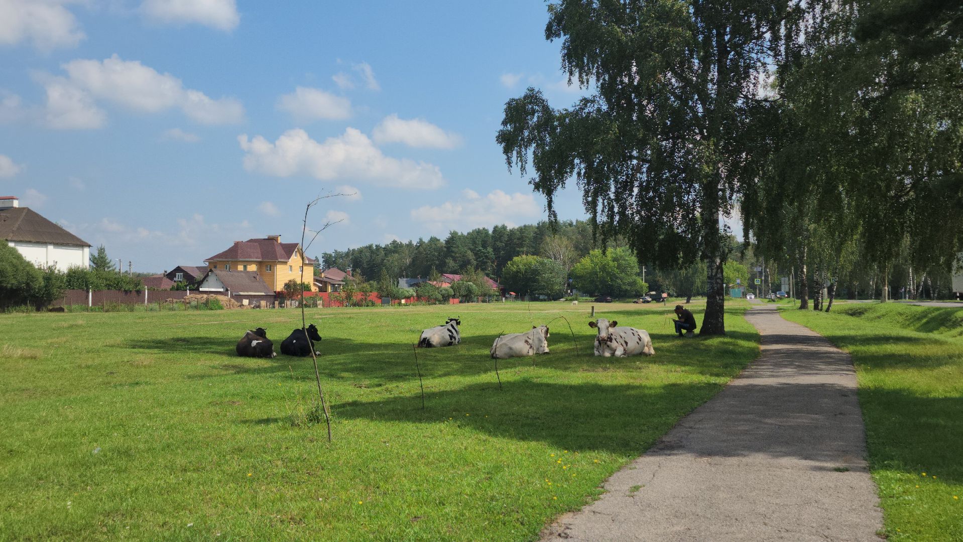 Коровы, жара, погода, Кудиново, Богородский городской округ