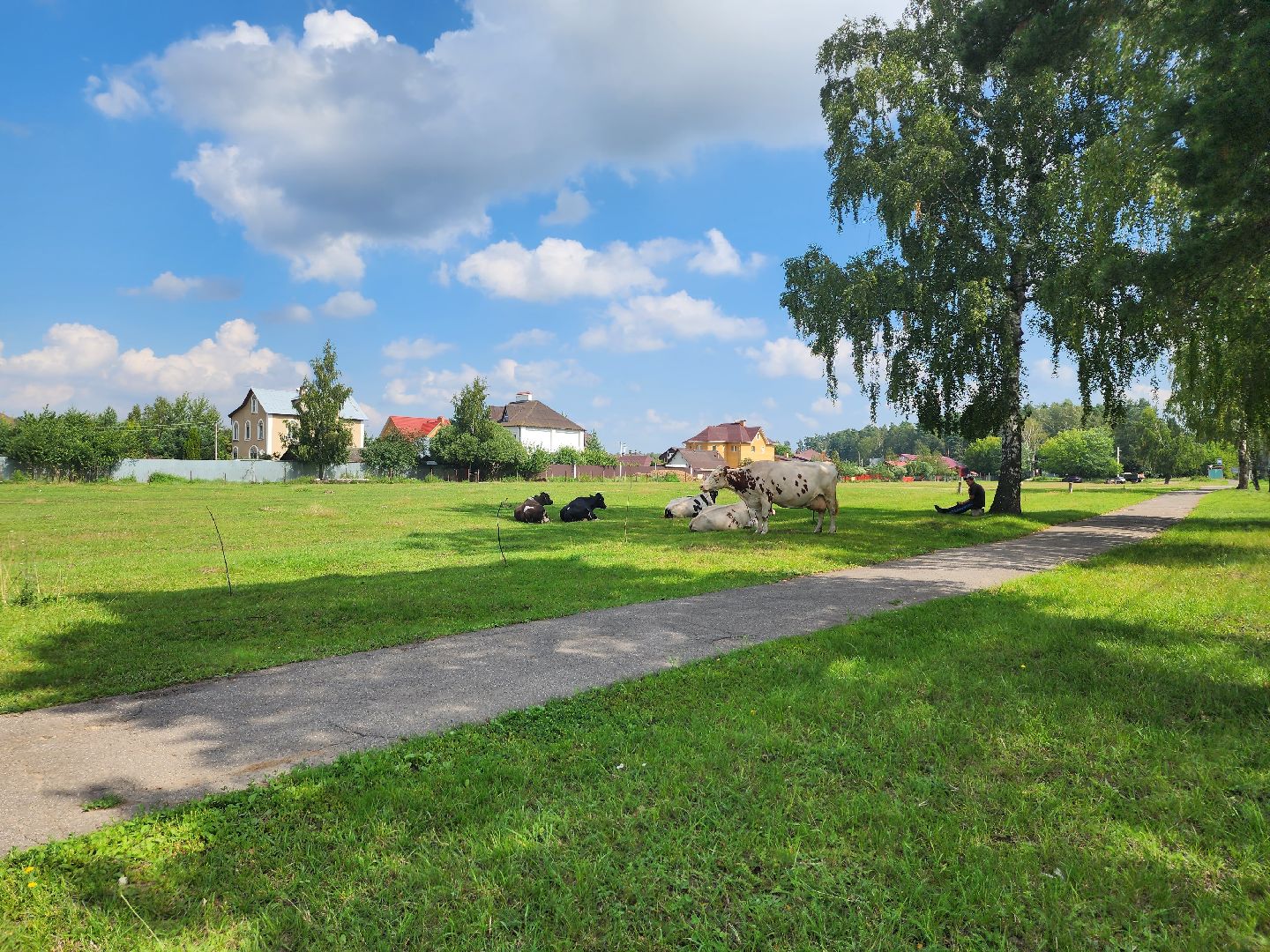 Коровы, жара, погода, Кудиново, Богородский городской округ