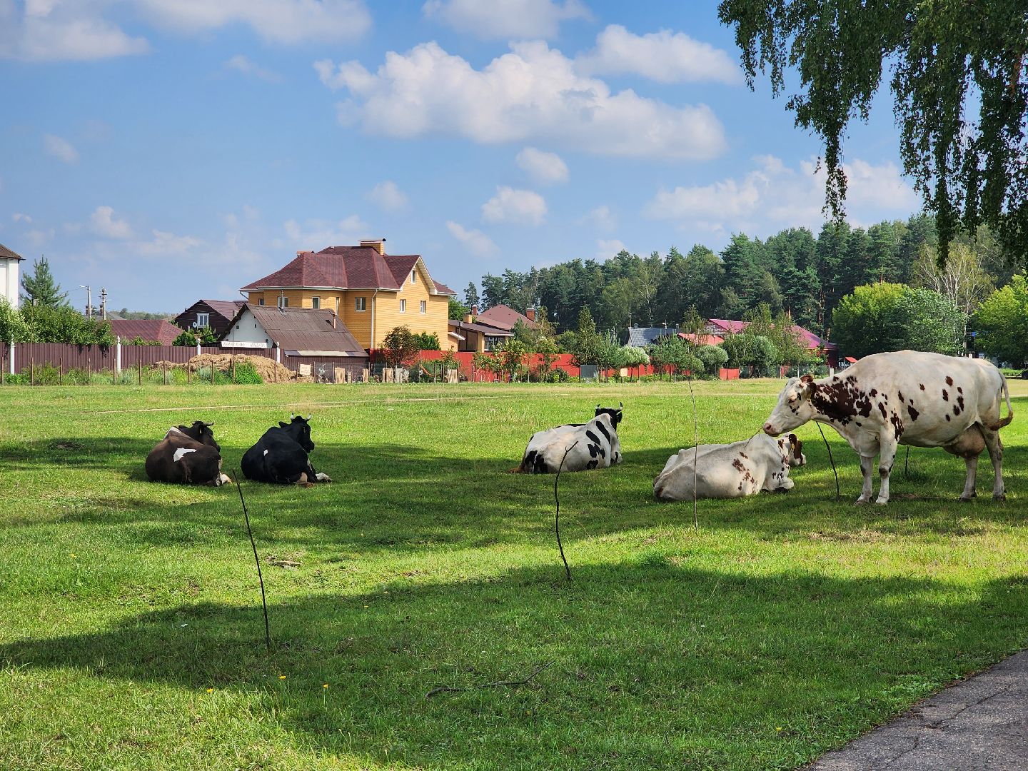 Коровы, жара, погода, Кудиново, Богородский городской округ