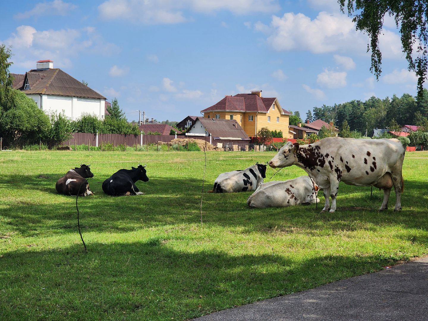 Коровы, жара, погода, Кудиново, Богородский городской округ