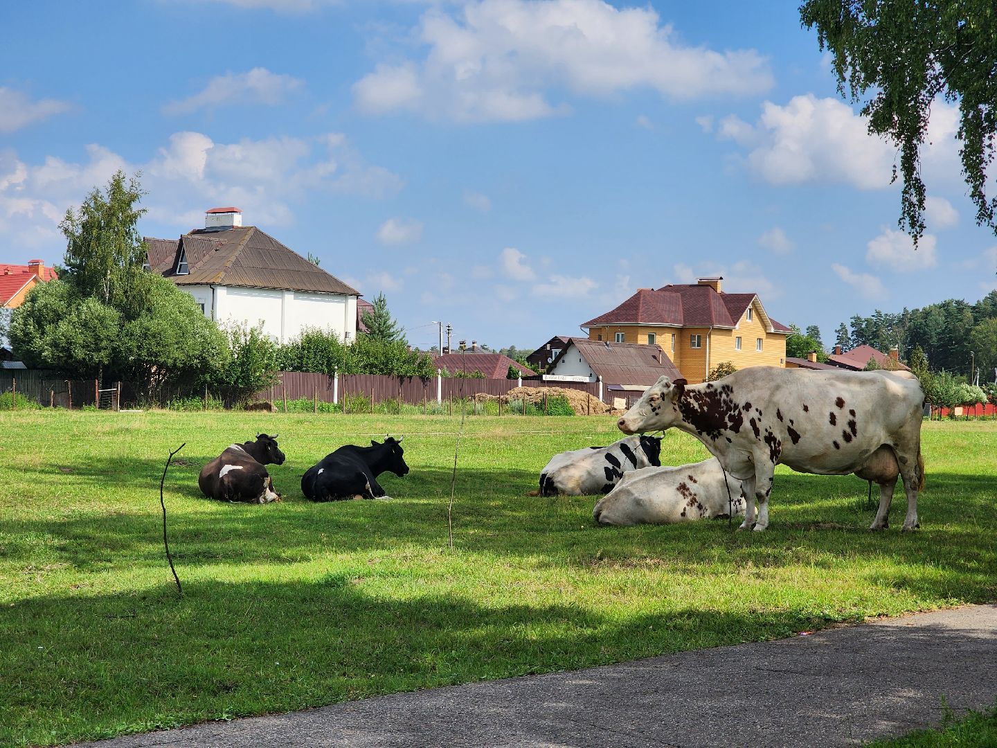 Коровы, жара, погода, Кудиново, Богородский городской округ