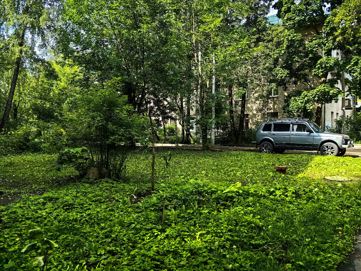 Газон, трава, стрижка, сквер, улица