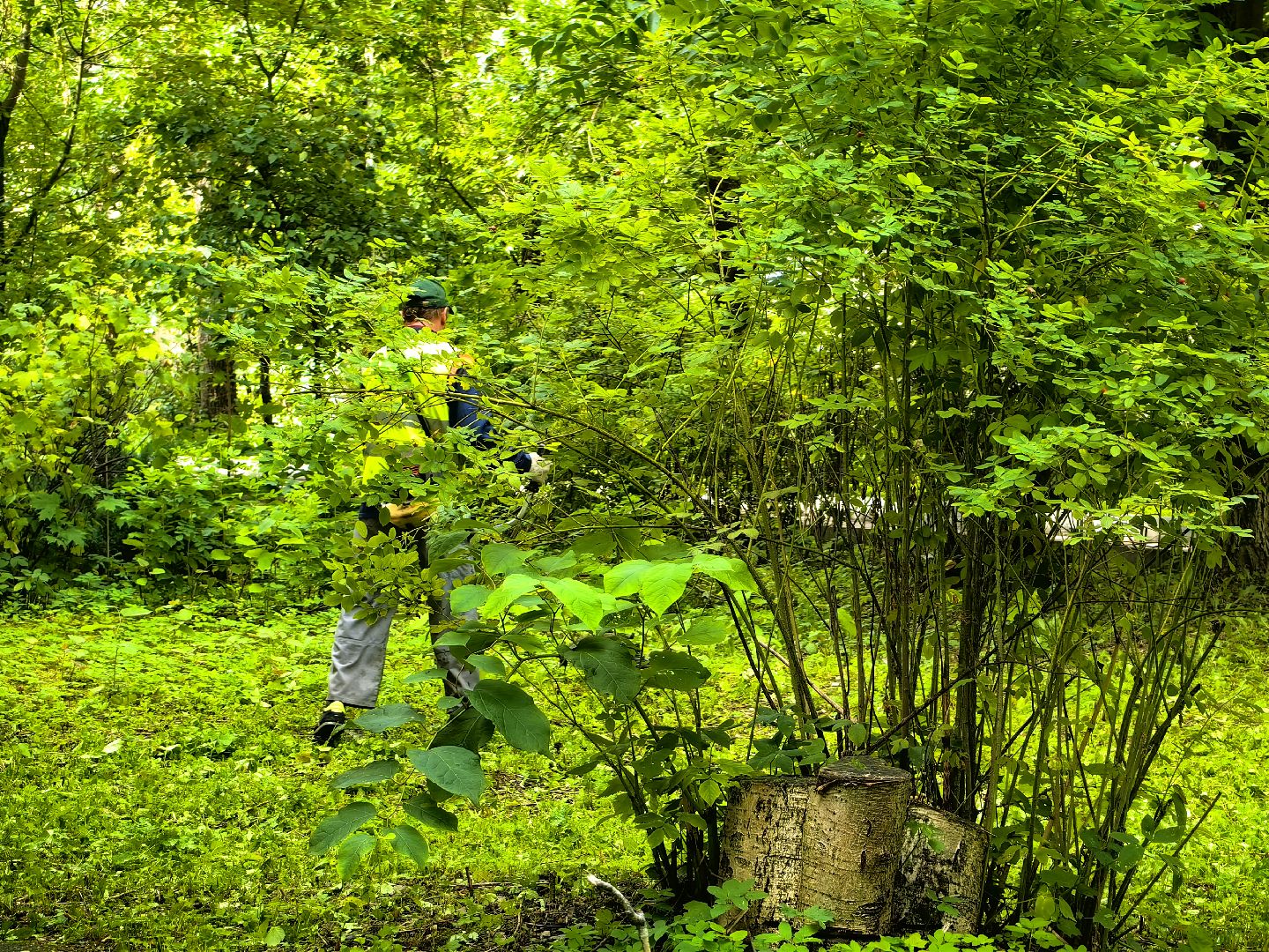 Газон, трава, стрижка, сквер, улица