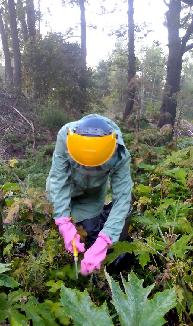 Пущино, экология, борщевик