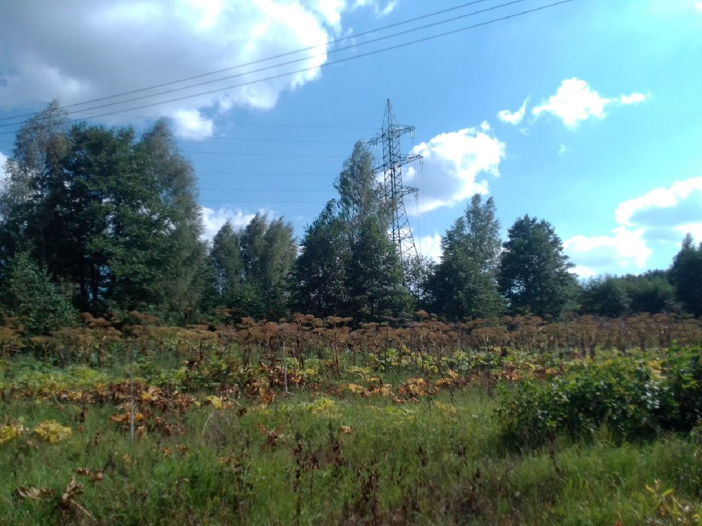 Пущино, экология, борщевик