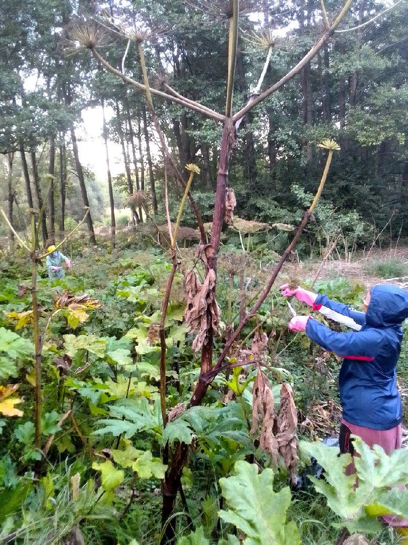 Пущино, экология, борщевик