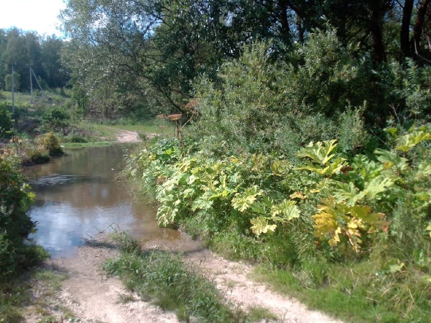 Пущино, экология, борщевик