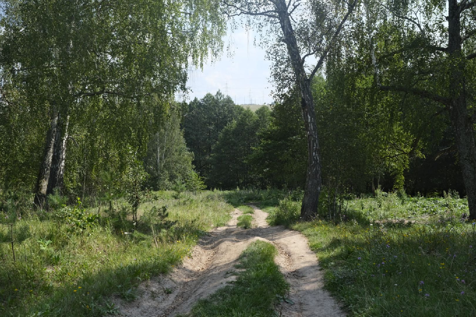 Пущино, экология, борщевик