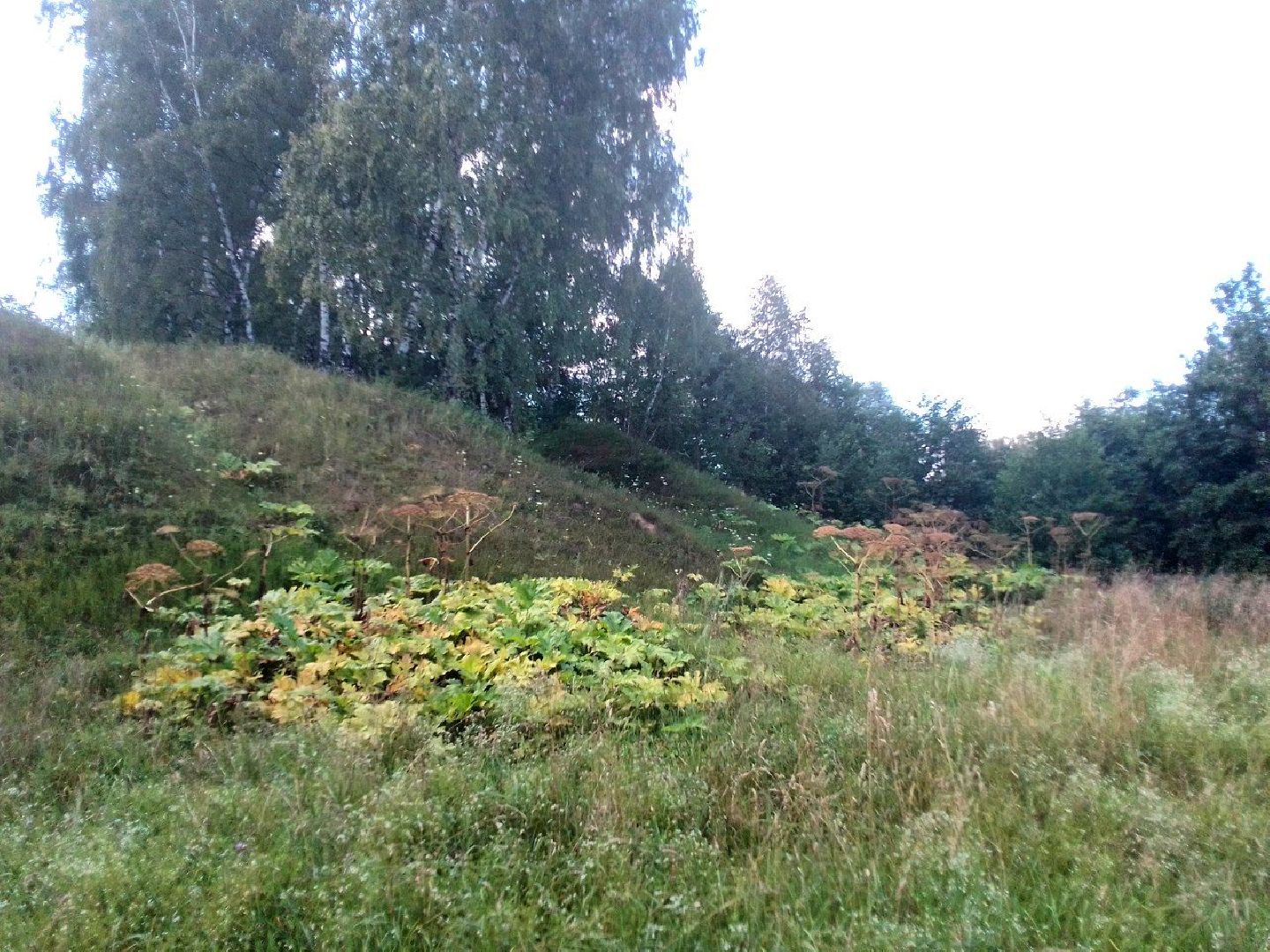 Пущино, экология, борщевик