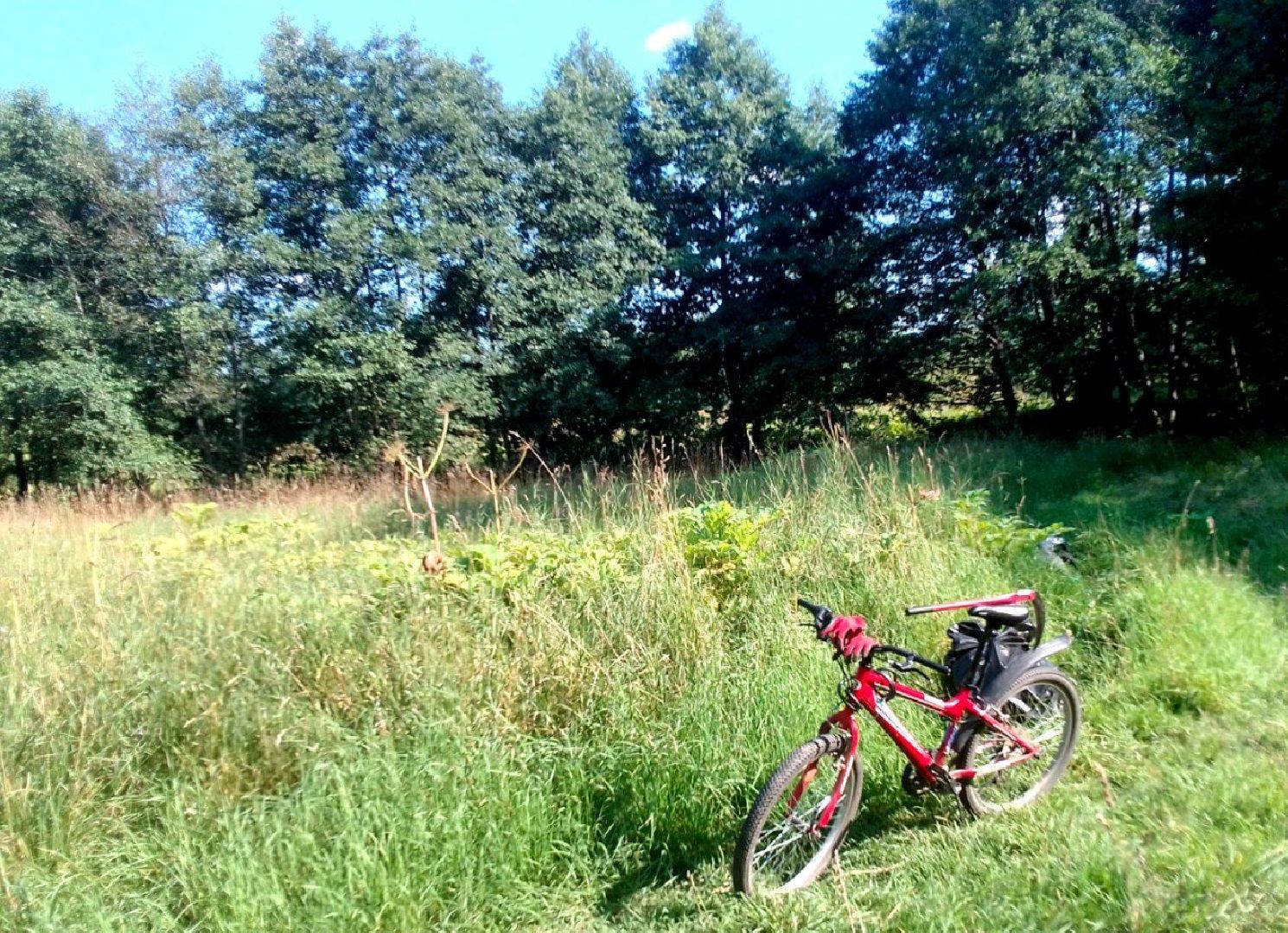 Пущино, экология, борщевик