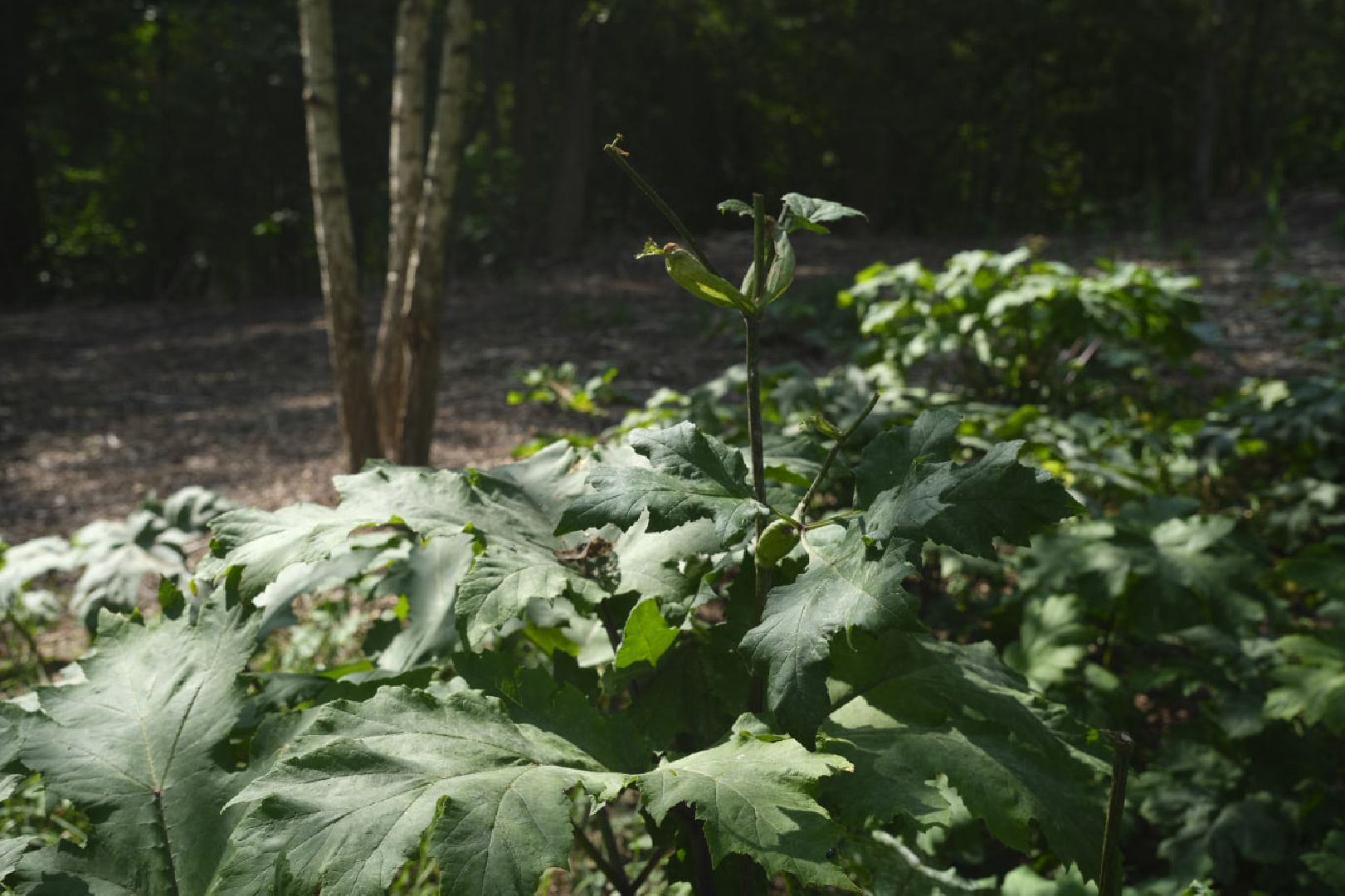 Пущино, экология, борщевик