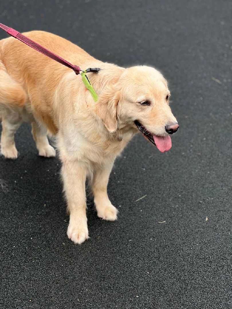 Подмосковье, Ивантеевка, дети