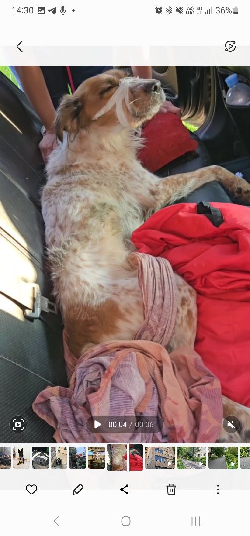 Подольск, зоозащитник, Айрапетян, собака, следствие, дело