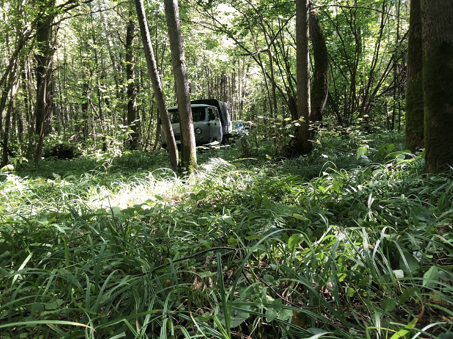 коломна, общество, природа