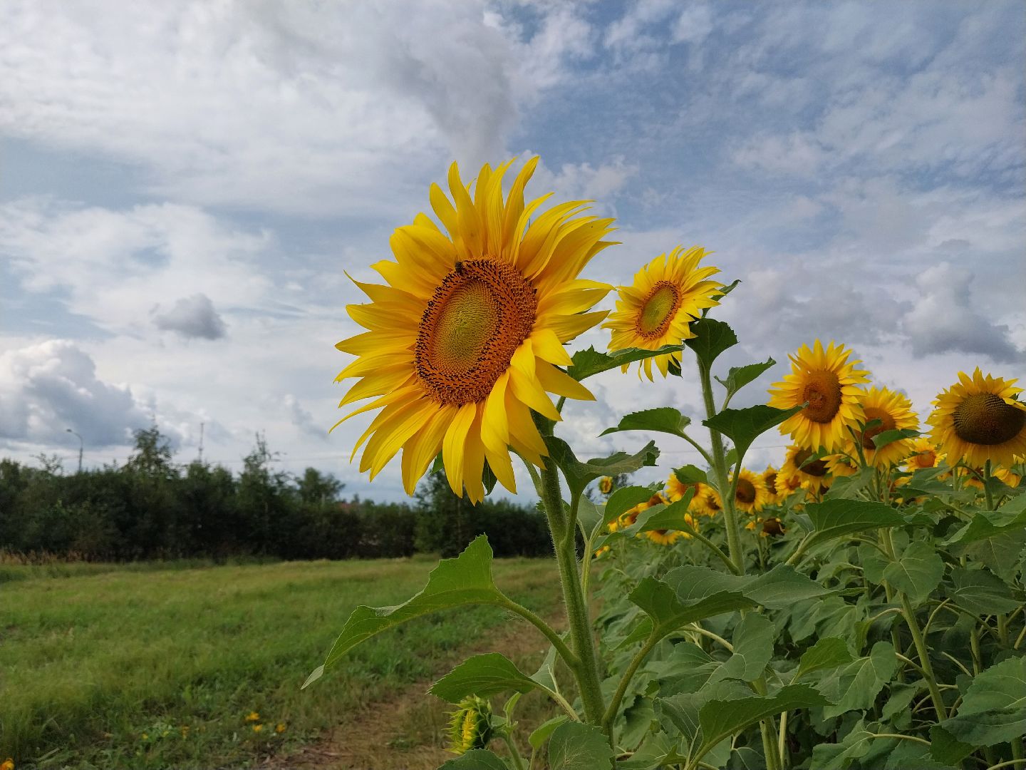 Коломна, подсолнух, подсолнечник