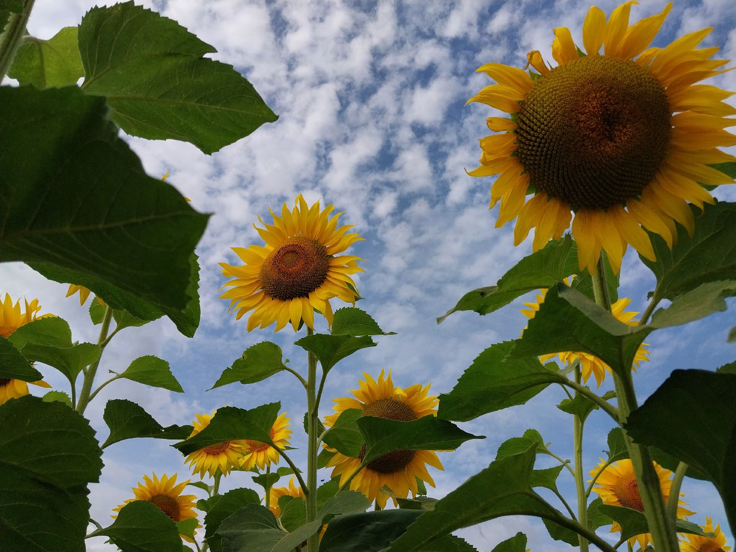 Коломна, подсолнух, подсолнечник