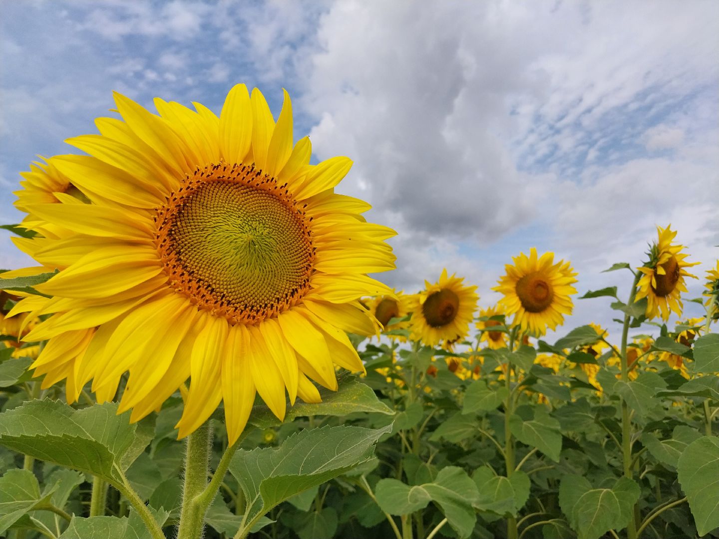 Коломна, подсолнух, подсолнечник