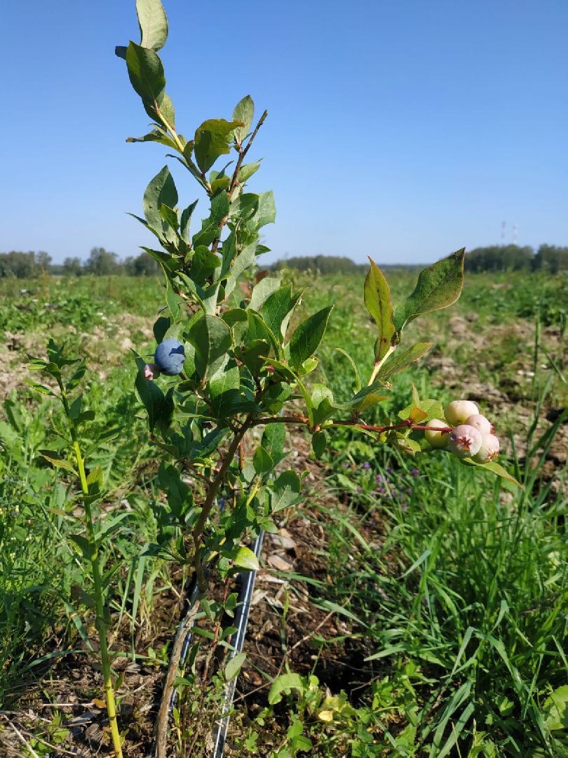 коломна, сельское хозяйство