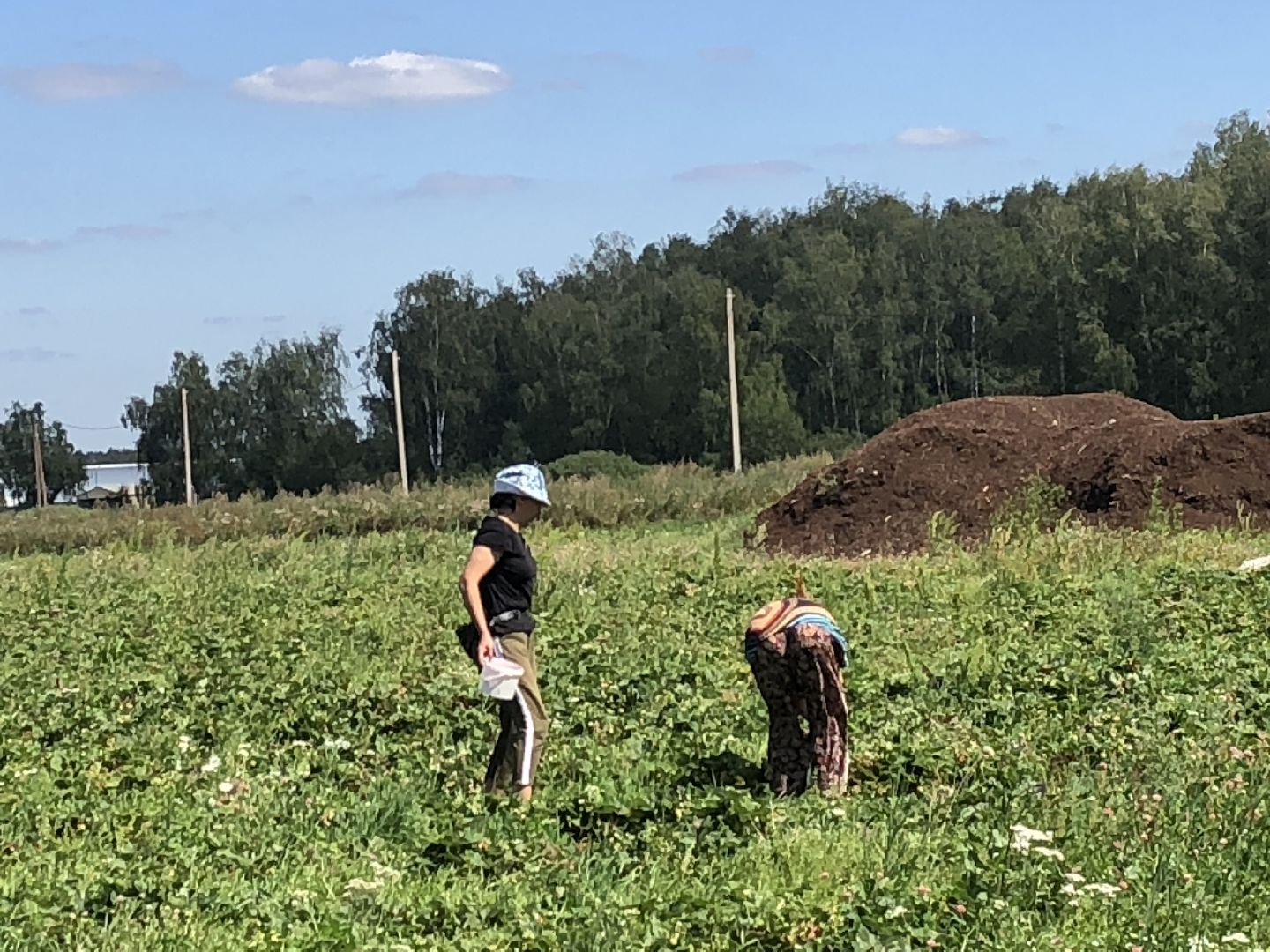 коломна, сельское хозяйство