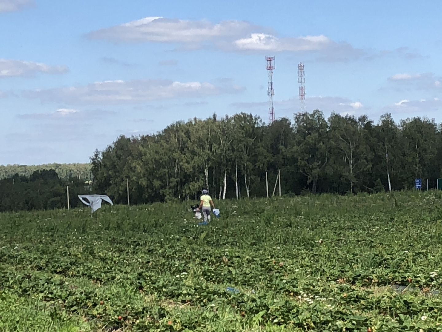 коломна, сельское хозяйство
