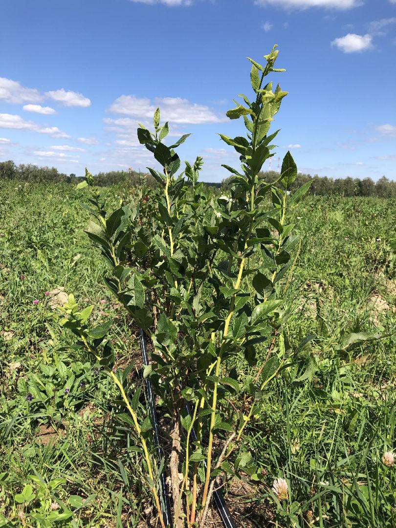 коломна, сельское хозяйство