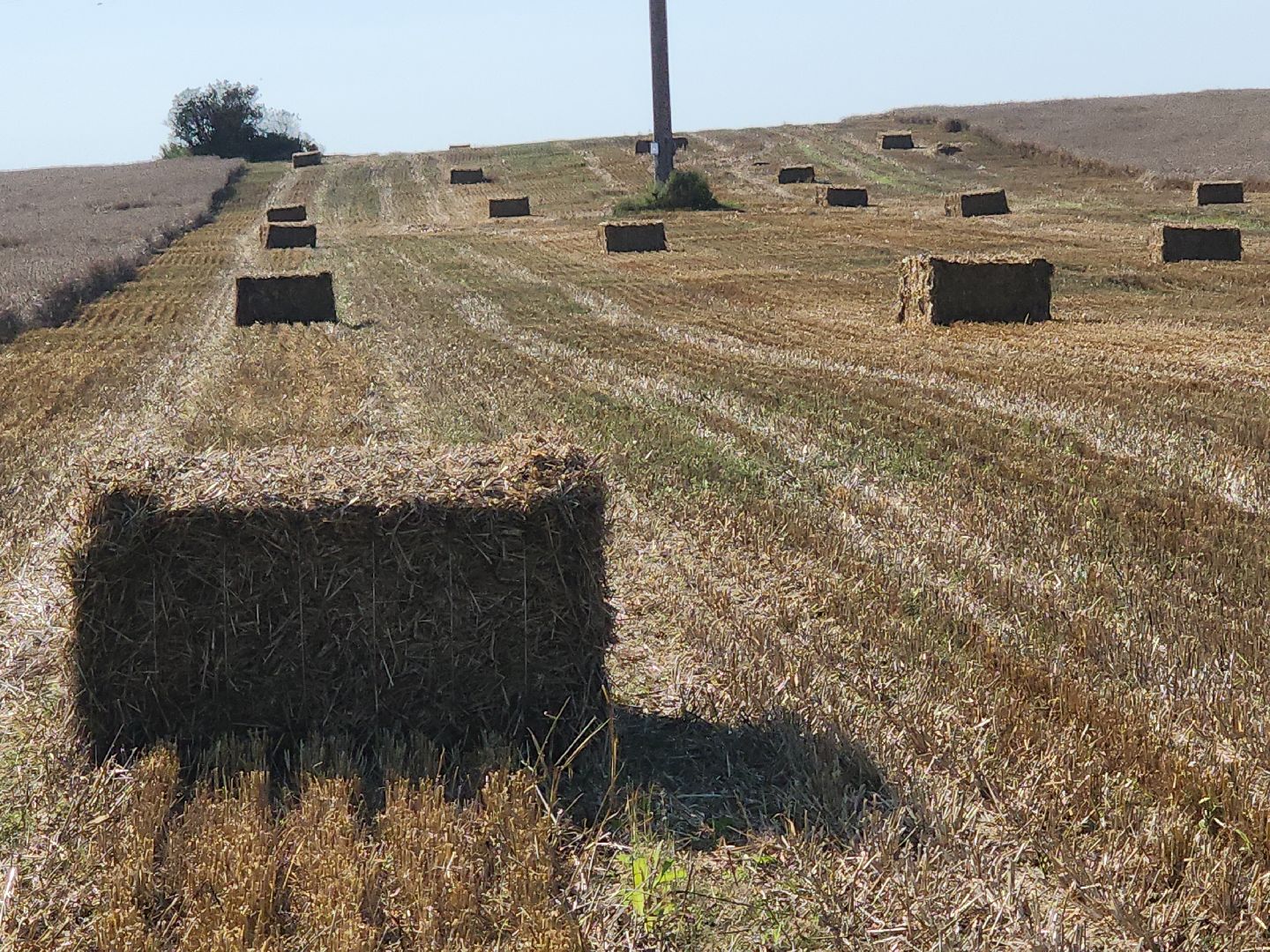 уборка озимых, Барыбино, Домодедово