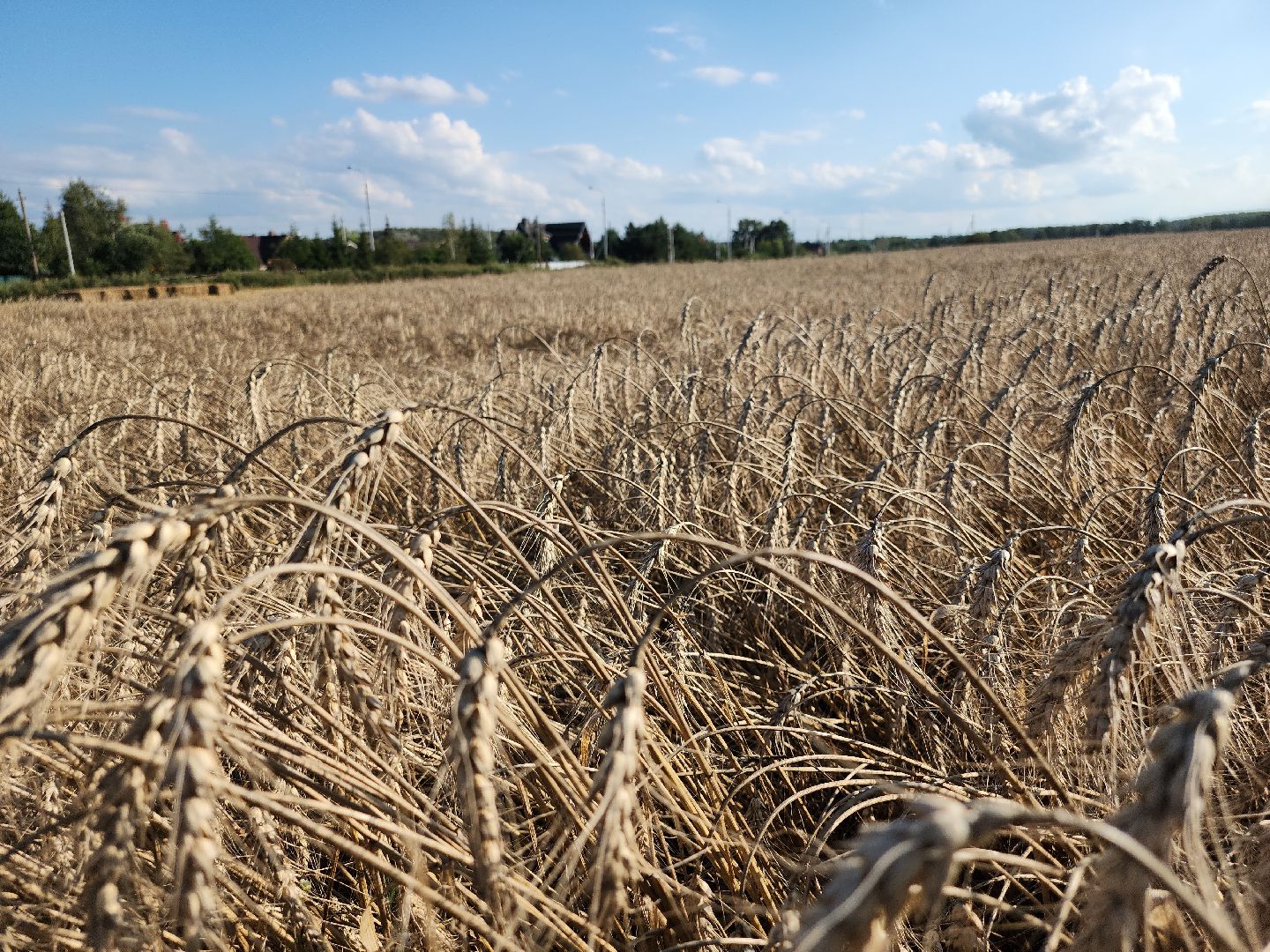 уборка озимых, Барыбино, Домодедово
