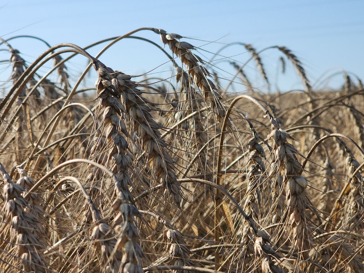 уборка озимых, Барыбино, Домодедово
