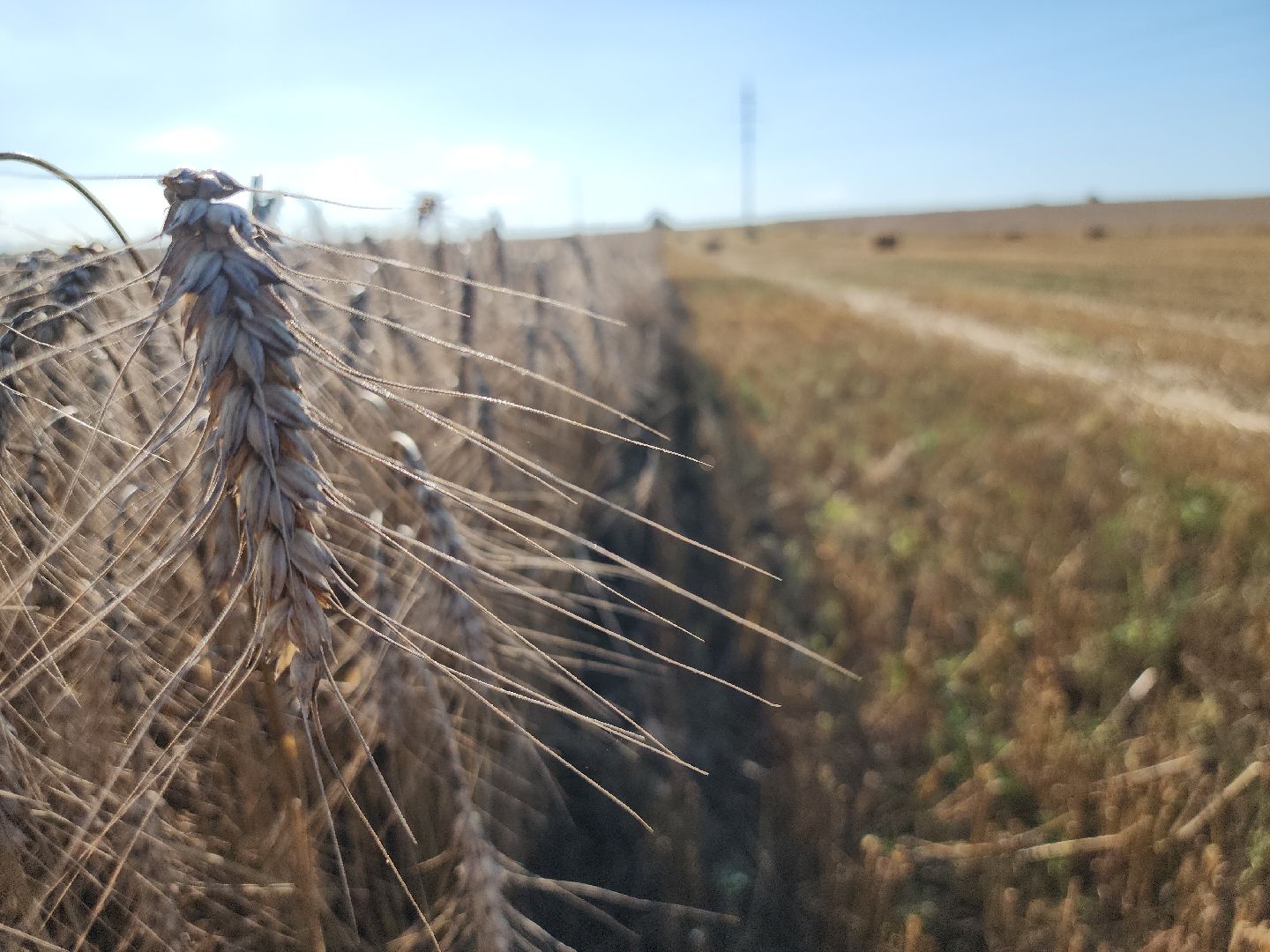 уборка озимых, Барыбино, Домодедово