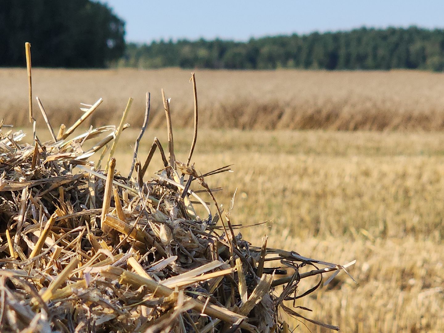 уборка озимых, Барыбино, Домодедово