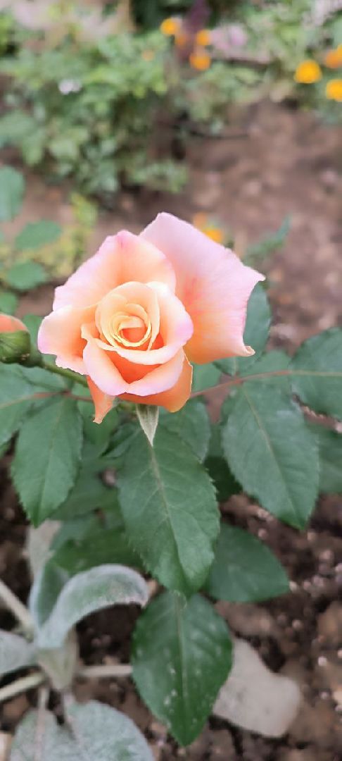 Долгопрудный, благоуйстройство, конкурс, цветник, хризантемы, розы