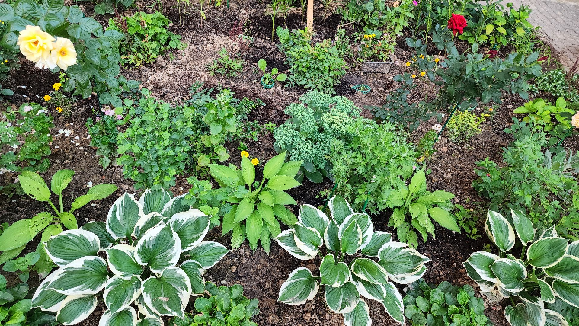 Долгопрудный, благоуйстройство, конкурс, цветник, хризантемы, розы