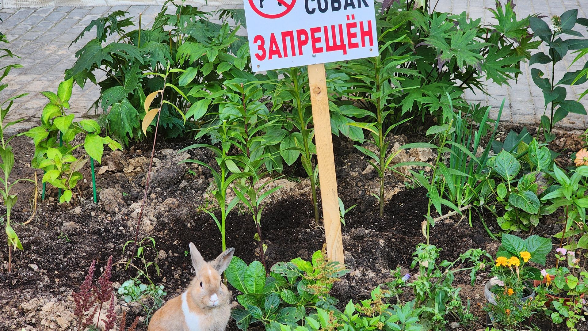 Долгопрудный, благоуйстройство, конкурс, цветник, хризантемы, розы