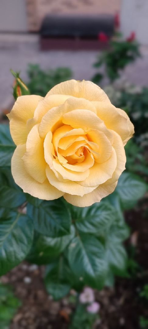 Долгопрудный, благоуйстройство, конкурс, цветник, хризантемы, розы