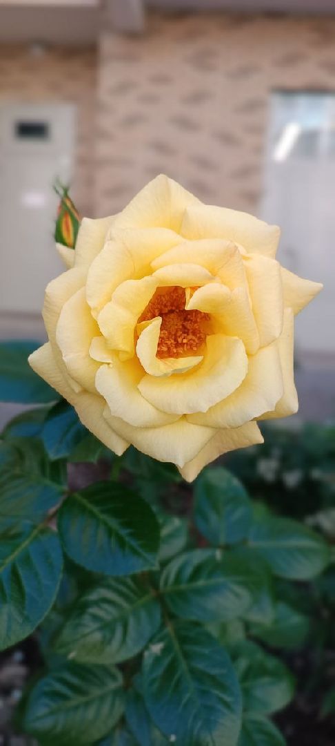 Долгопрудный, благоуйстройство, конкурс, цветник, хризантемы, розы