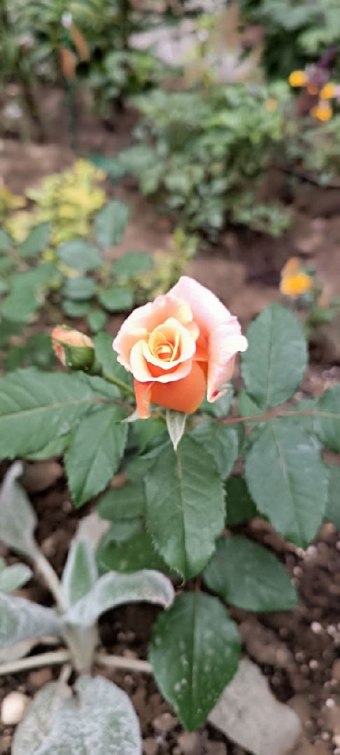 Долгопрудный, благоуйстройство, конкурс, цветник, хризантемы, розы