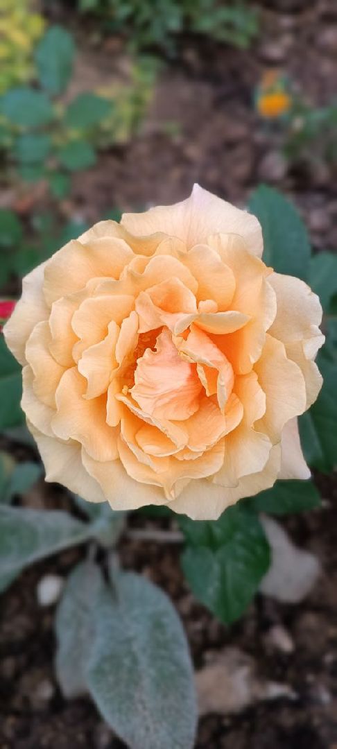 Долгопрудный, благоуйстройство, конкурс, цветник, хризантемы, розы