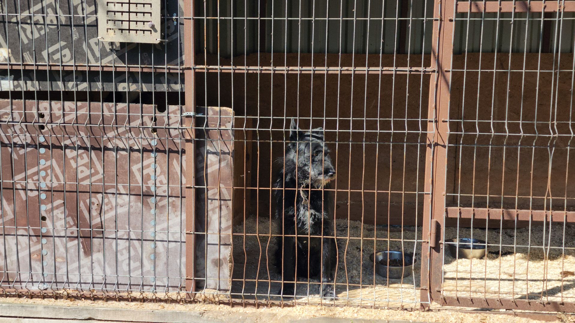 Приют, безнадзорные животные, собаки, Ногинск, Богородский городской округ