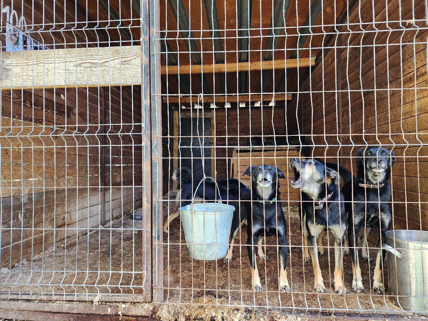 Приют, безнадзорные животные, собаки, Ногинск, Богородский городской округ