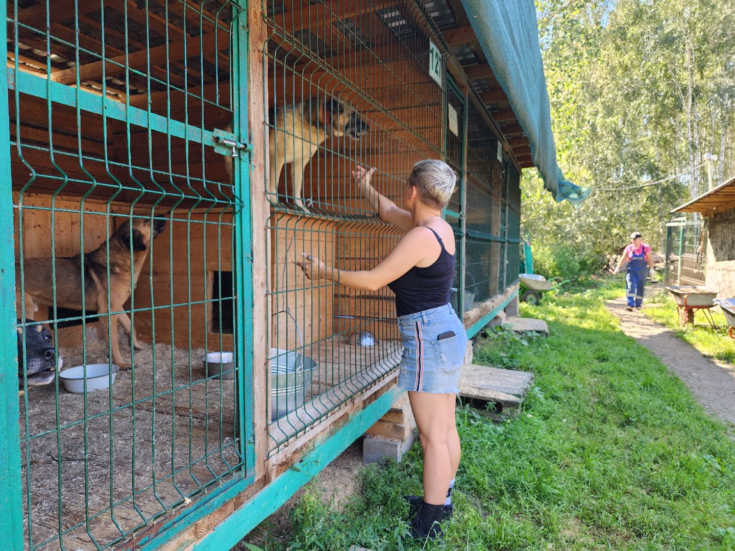 Приют, безнадзорные животные, собаки, Ногинск, Богородский городской округ