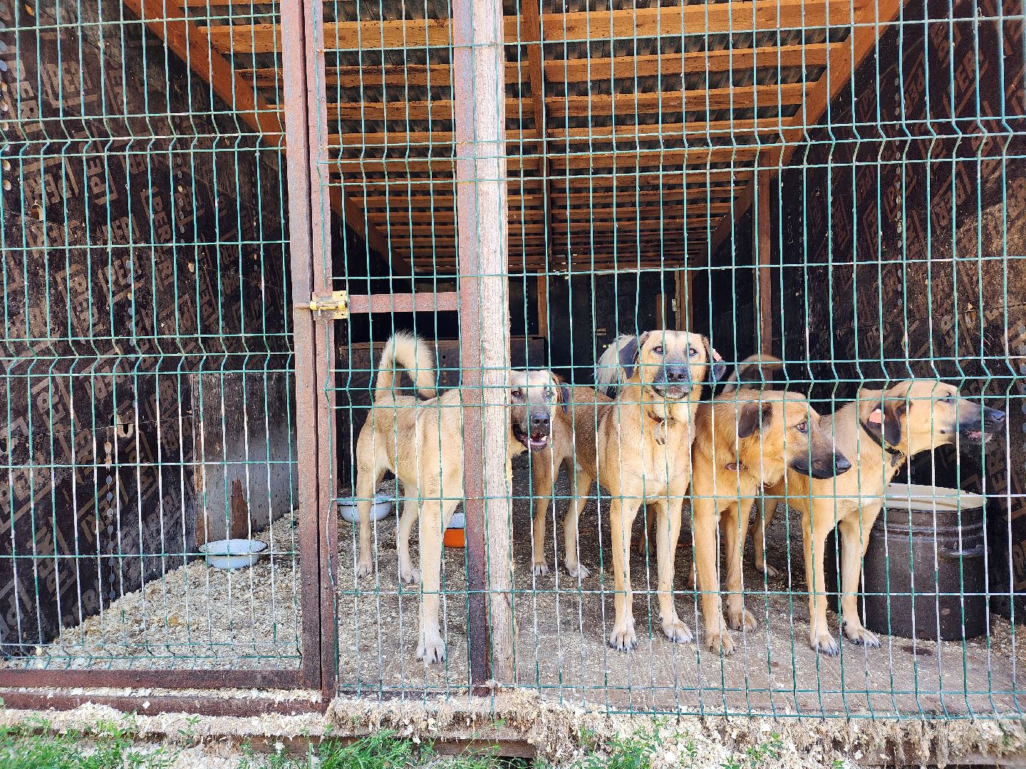 Приют, безнадзорные животные, собаки, Ногинск, Богородский городской округ