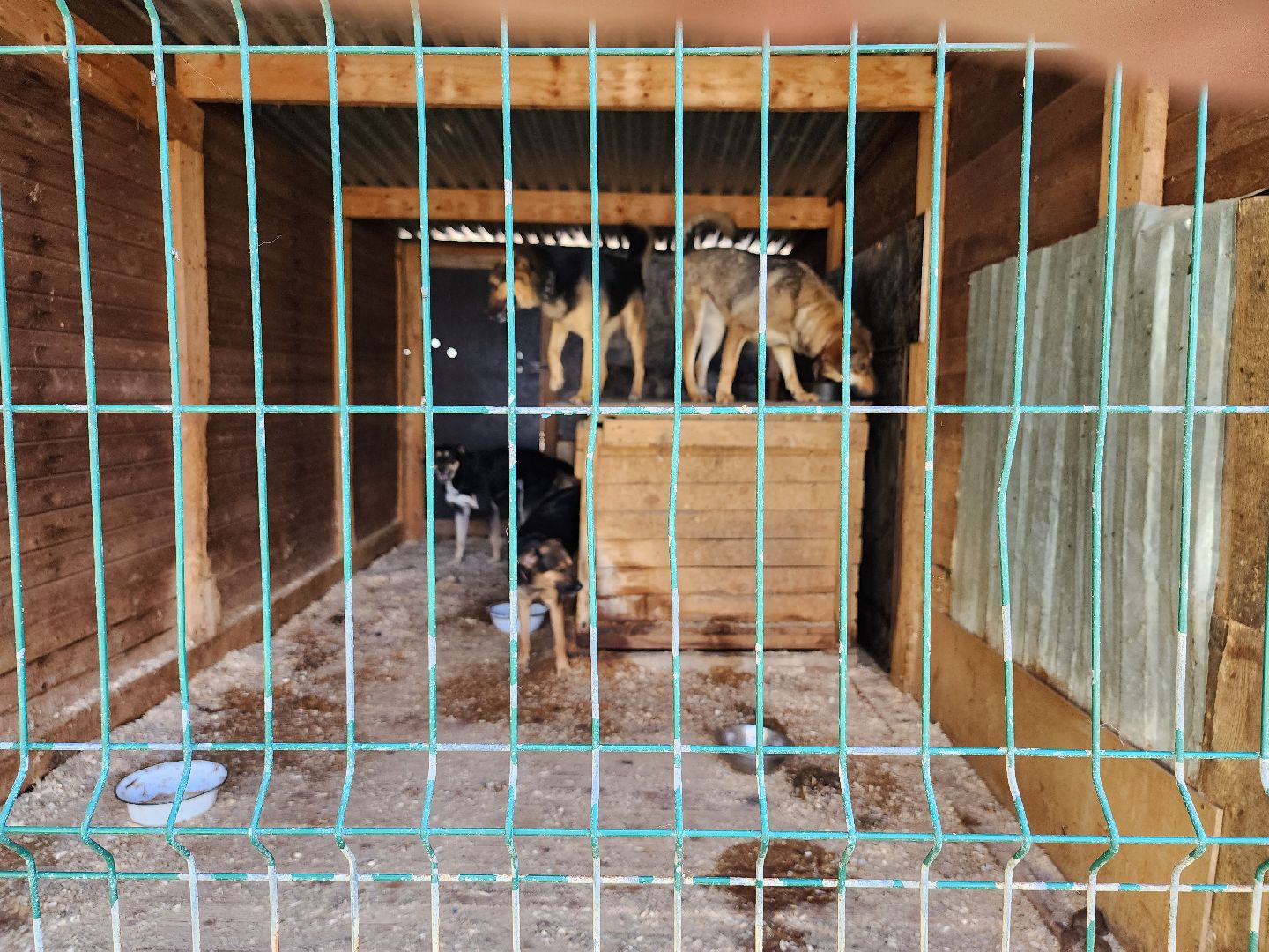 Приют, безнадзорные животные, собаки, Ногинск, Богородский городской округ