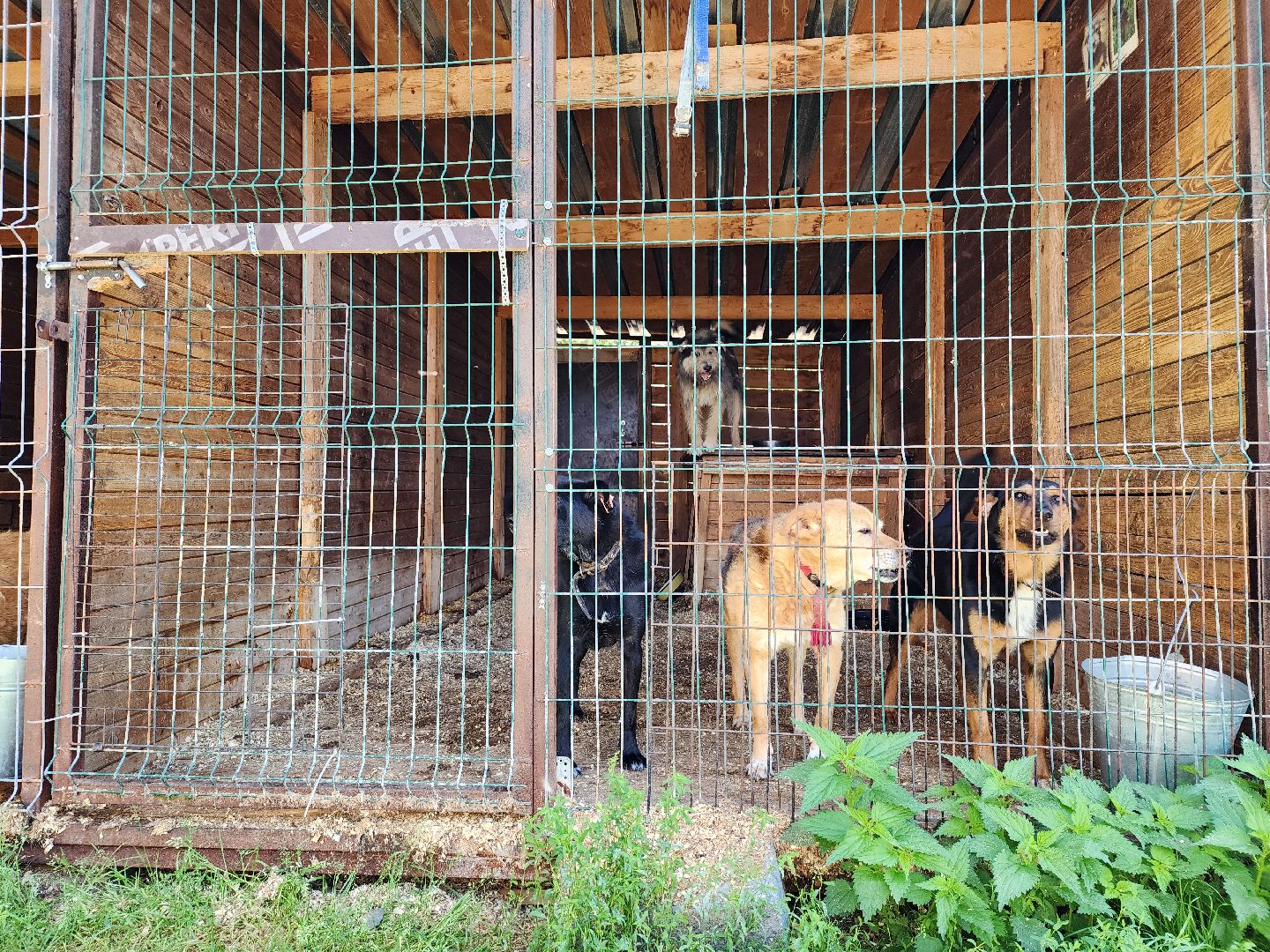 Приют, безнадзорные животные, собаки, Ногинск, Богородский городской округ