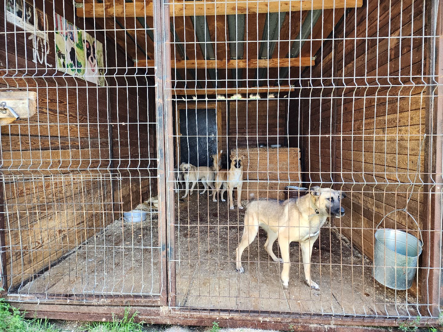 Приют, безнадзорные животные, собаки, Ногинск, Богородский городской округ