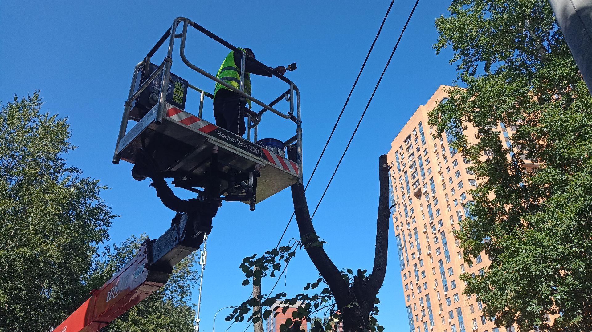 Реутов, благоустройство, тополя, торсада, фонари