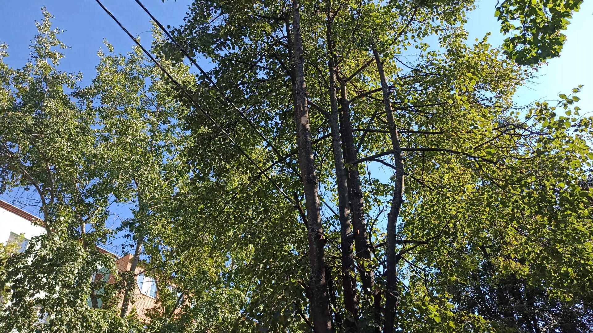 Реутов, благоустройство, тополя, торсада, фонари