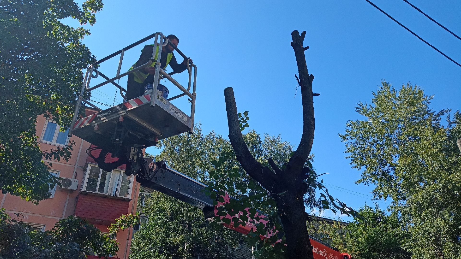 Реутов, благоустройство, тополя, торсада, фонари