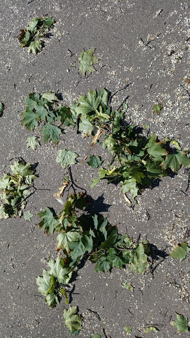 Реутов, благоустройство, тополя, торсада, фонари