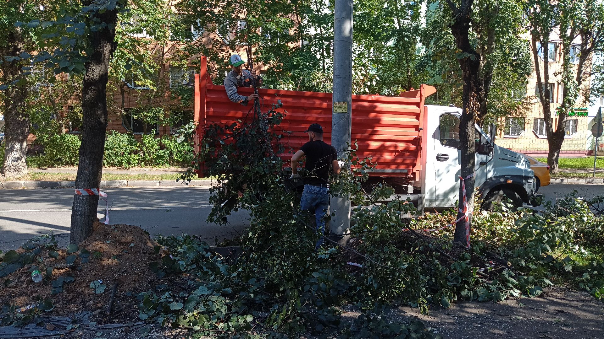 Реутов, благоустройство, тополя, торсада, фонари