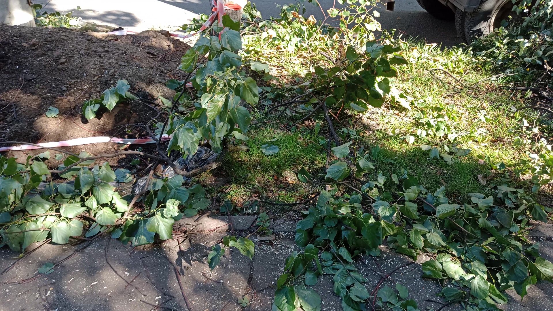 Реутов, благоустройство, тополя, торсада, фонари